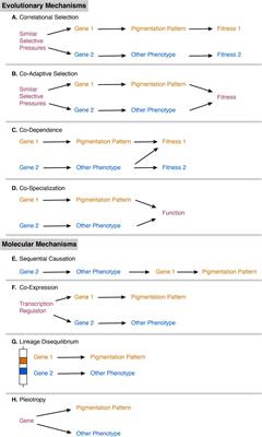 The Biology of Polymorphic Melanic Side-Spotting Patterns in Poeciliid Fishes